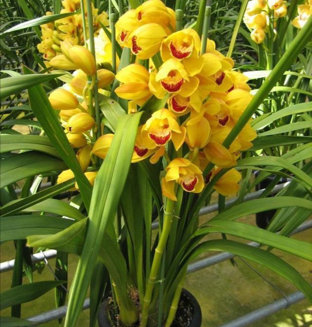 养大花蕙兰,要掌握好4个"关键点",不然养不好,还不容易开花