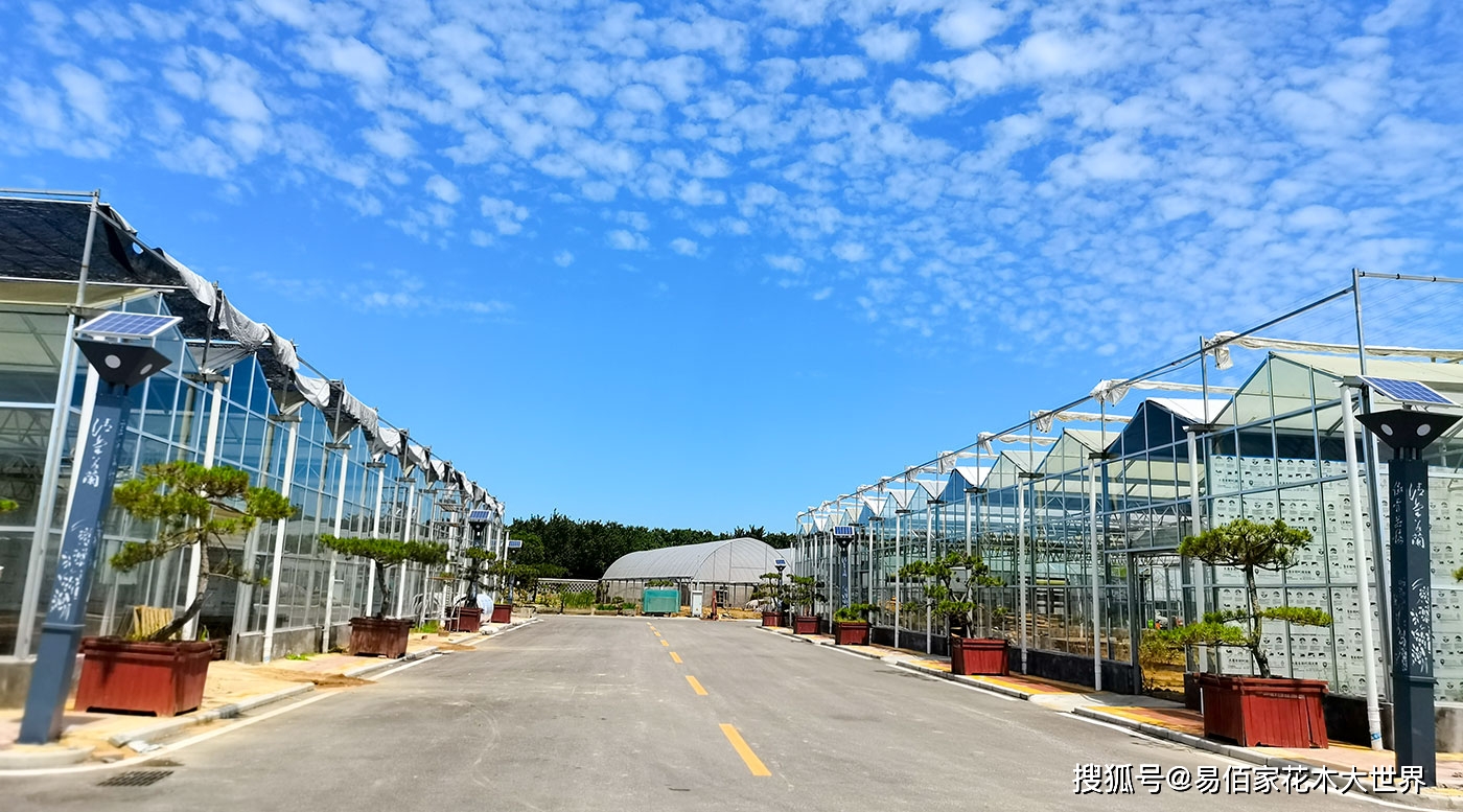 绿植花卉租摆厂家