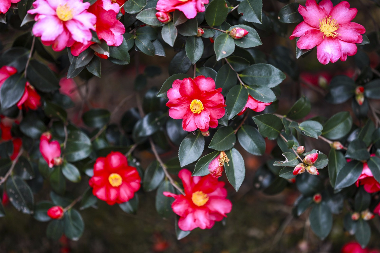 茶梅是山茶属茶花的一种,花型兼具茶花和梅花的特点,也具有梅花在寒冷