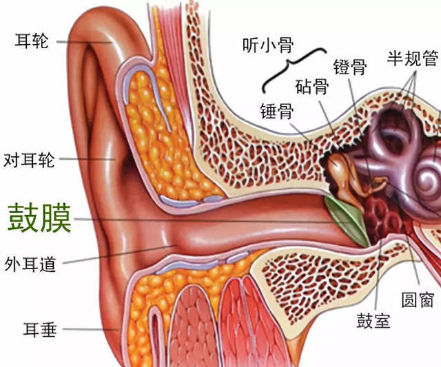 推荐方法:听骨链重建术,对急性或慢性化脓性中耳炎静止期,鼓膜遗留