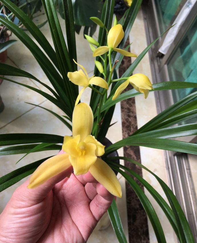 黄花素心!美如其名!兰中佳品!美_兰花