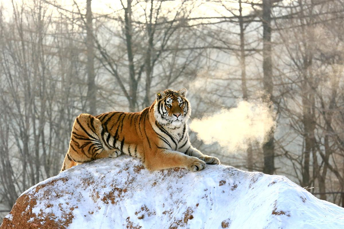 原创长白山出现东北虎狍子没追上转身捕食了1头200斤的小牛