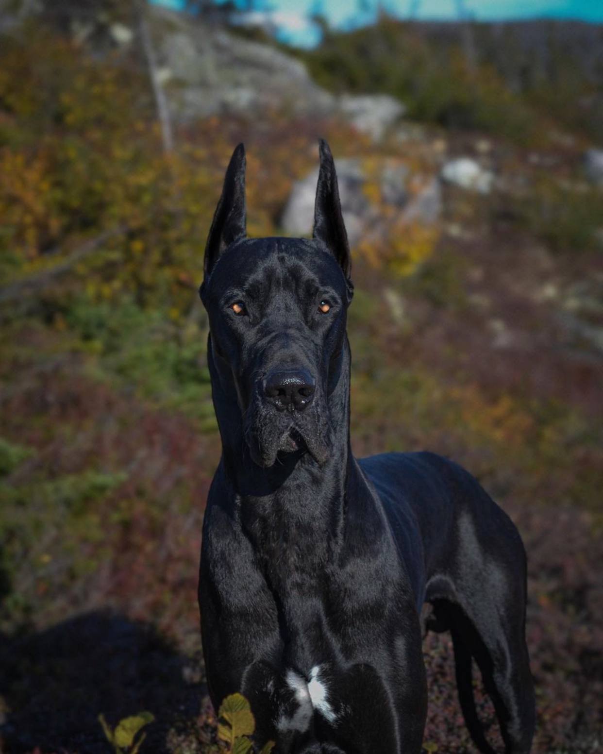 135斤大狗总一脸严肃 看起来像 恶犬 其实路人都爱跟它拍照 Enzo