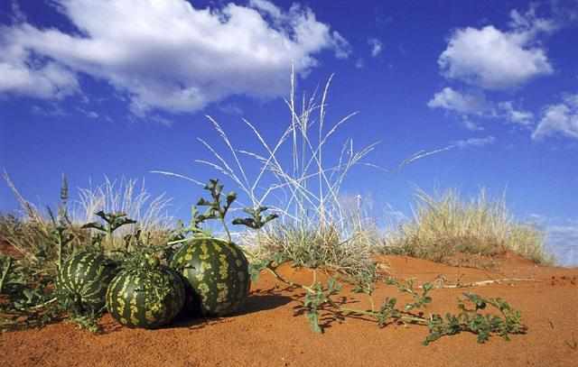 在沙漠里见到西瓜，为什么不能摘？原来是这样！你们知道吗？