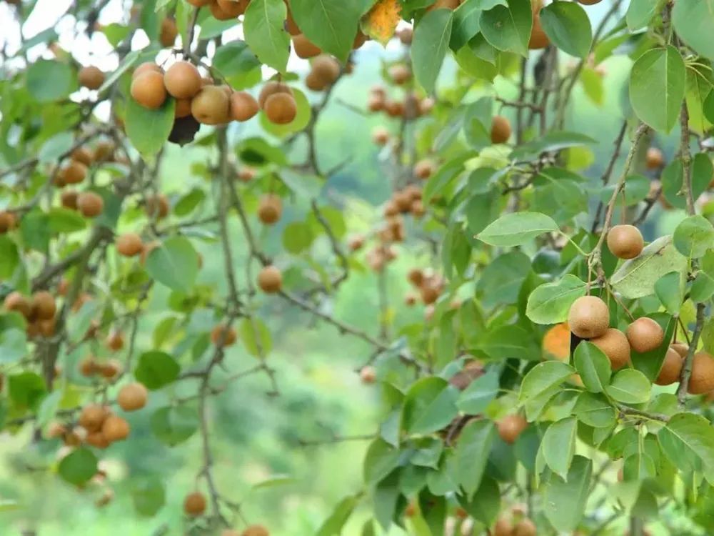 农村这种土梨,儿时当零食,叶子和花也能吃,你见过吗?
