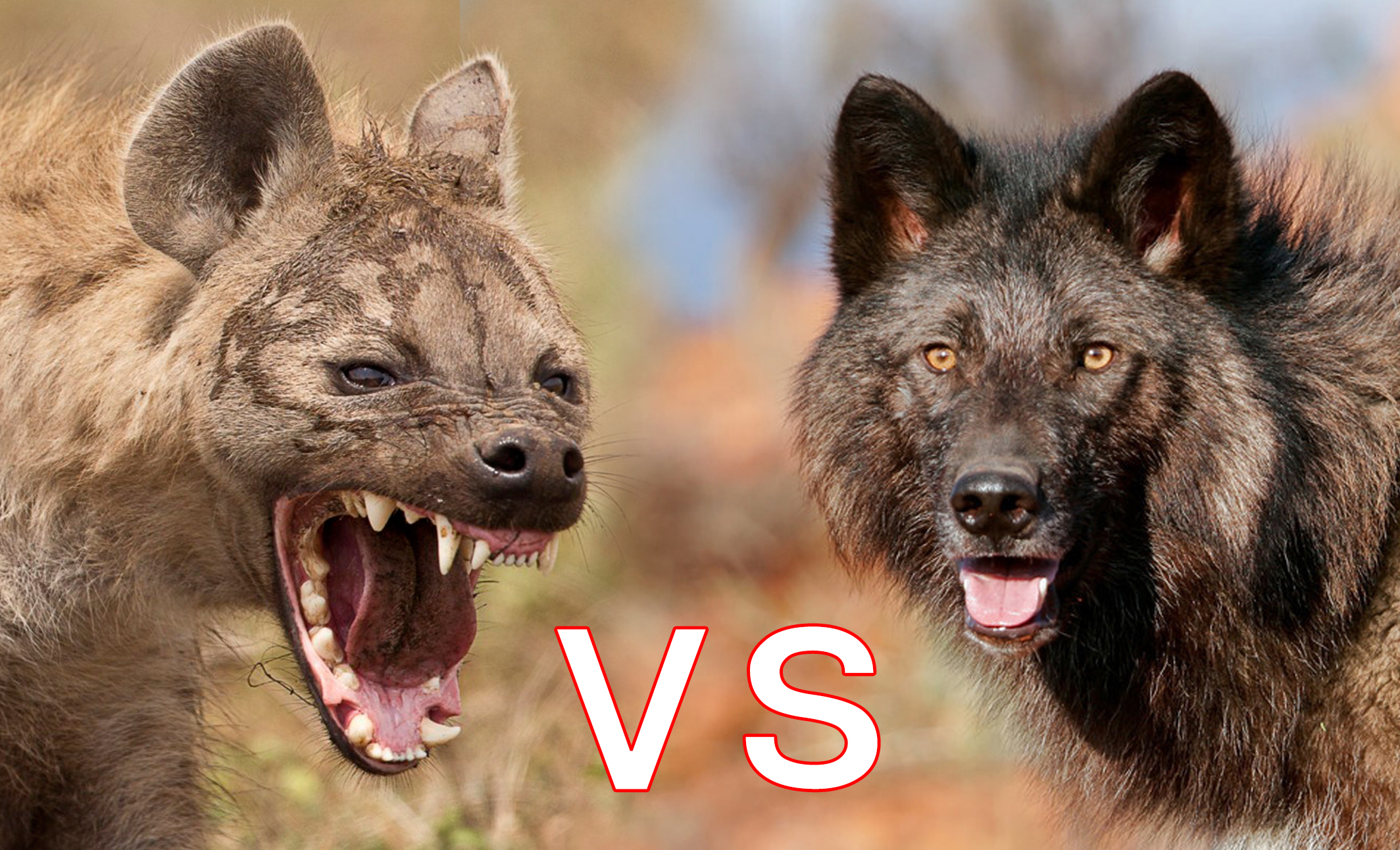 狭路相逢 分析超过2米高的北美灰狼 能否战胜非洲二哥斑鬣狗 成年