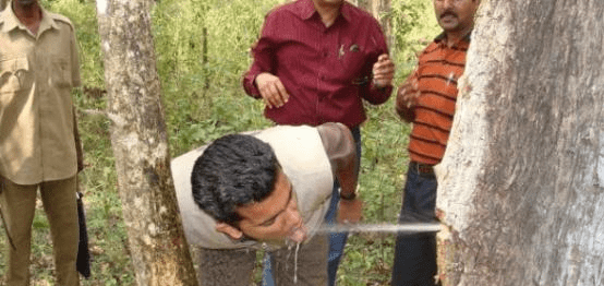 瓶子树中国哪里可以种 537be937baec424880998480a8336ae5.png