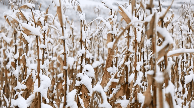 龙山：高海拔地区迎来降雪 雾凇冰凌宛如仙境