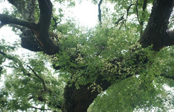 科莱里主题与变奏小提琴谱子