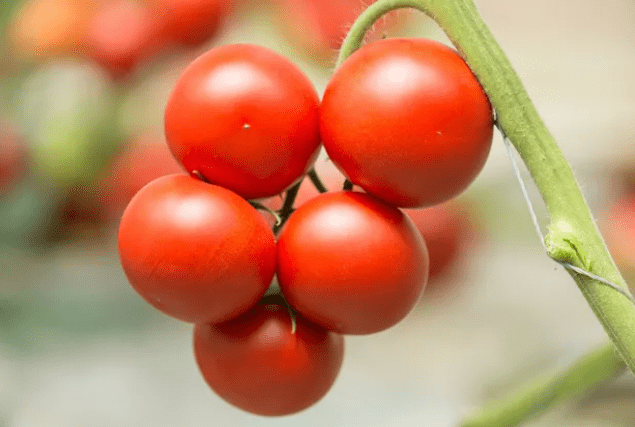 如何种植西红柿才能结更多果 354c0353b3144903b5d816f65c5ca630.png