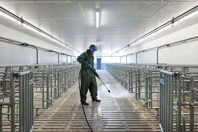 你的猪场也沉醉于无限消毒,洗澡,换衣服?_手机搜狐网