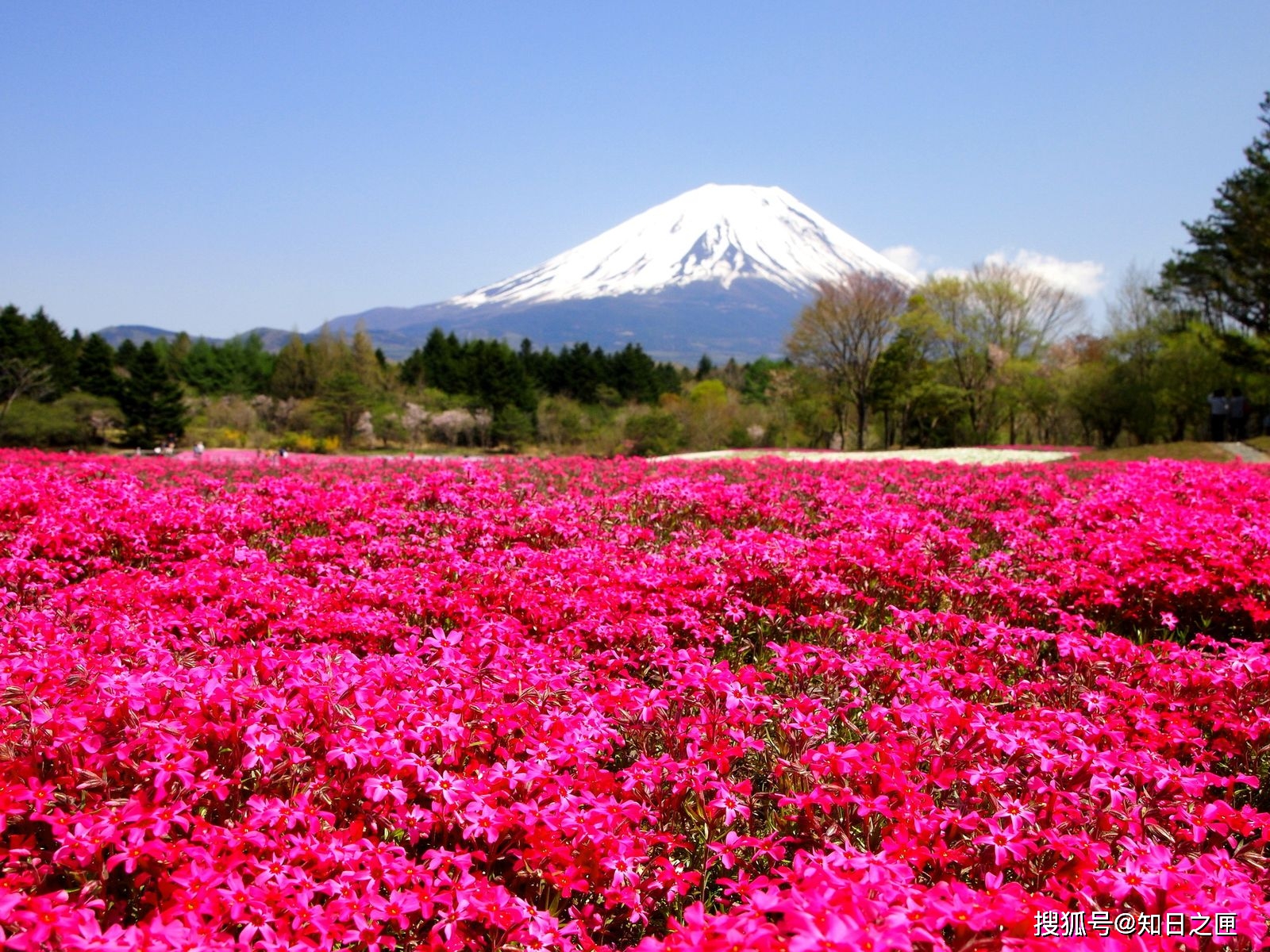 用花做成的 地毯 和 窗帘 日本最极致美丽的5种花景 樱花