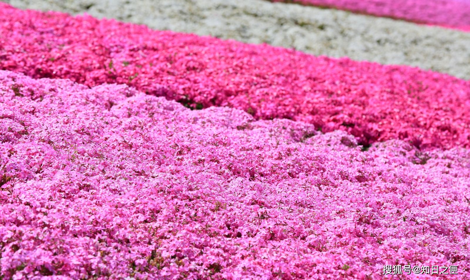 用花做成的 地毯 和 窗帘 日本最极致美丽的5种花景 樱花