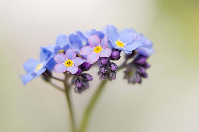 勿忘我的花语是什么 勿忘我鲜花花语盘点 骑士