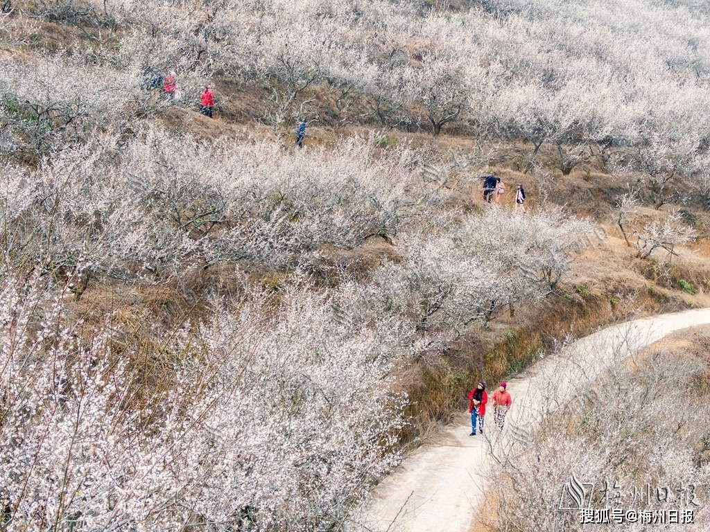 美翻！这里漫山梅花海如雪，等你来遇见...