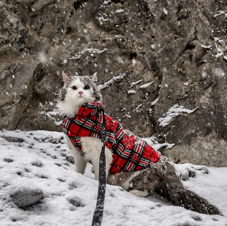 原创滑雪溜冰爬雪山加拿大的猫冬天都在勇闯天涯