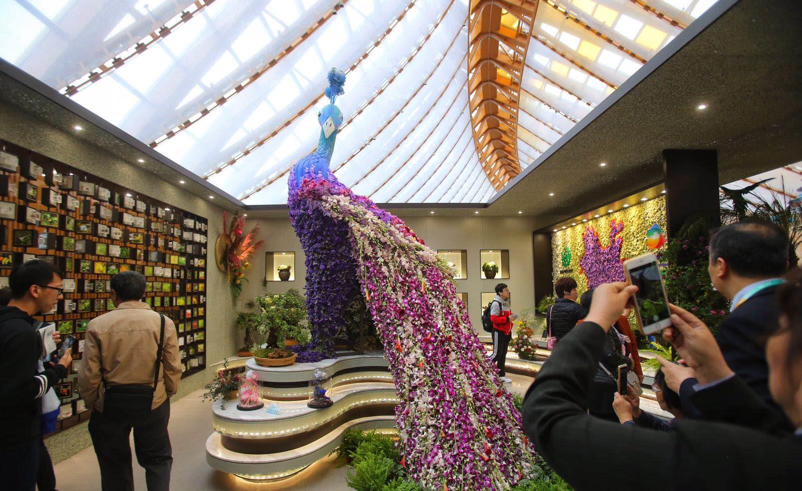 世园会中国馆探访：云南展区 孔雀身披3000多枝鲜花