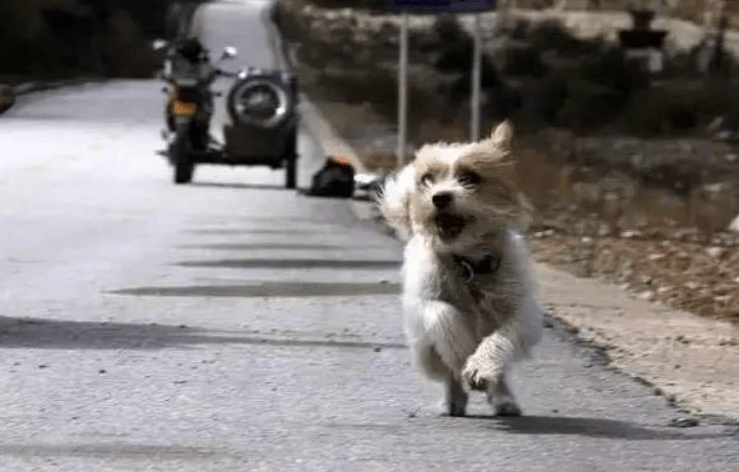六年前这只流浪狗跑完1800公里川藏线，如今依然不断地奔跑着……