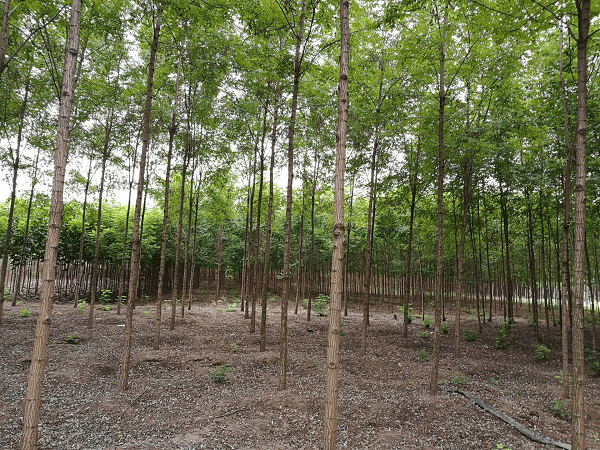 泓森槐是我国重要的经济树种和优良的林木生物质能源