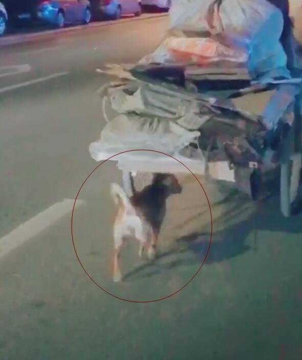 狗狗幫主人推車，一人一狗相依為伴，狗雖小卻比人強！ 萌趣萌寵 第2张