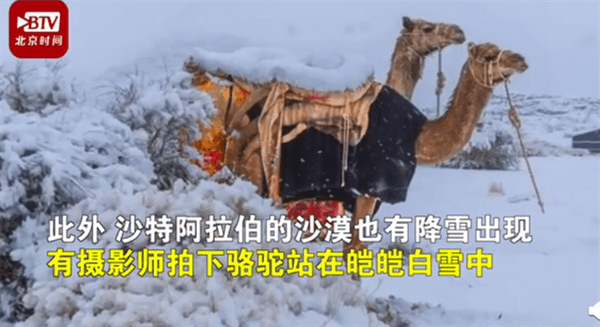 骆驼在撒哈拉沙漠雪中漫步 网友：大自然真是太神奇了