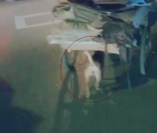 狗狗幫主人推車，一人一狗相依為伴，狗雖小卻比人強！ 萌趣萌寵 第3张