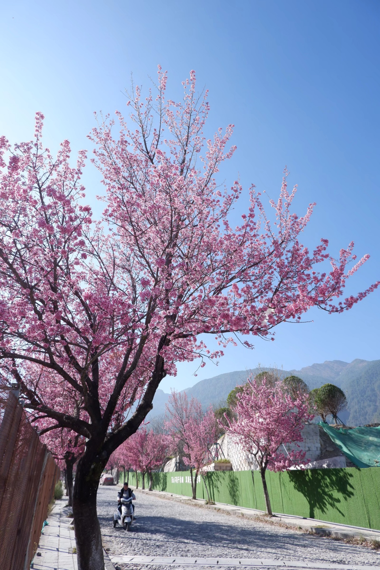 云南冬季两座樱花之城,风光胜过日本,冬樱,春樱花期长达半年