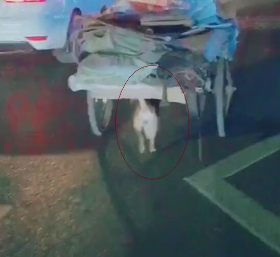 狗狗幫主人推車，一人一狗相依為伴，狗雖小卻比人強！ 萌趣萌寵 第4张