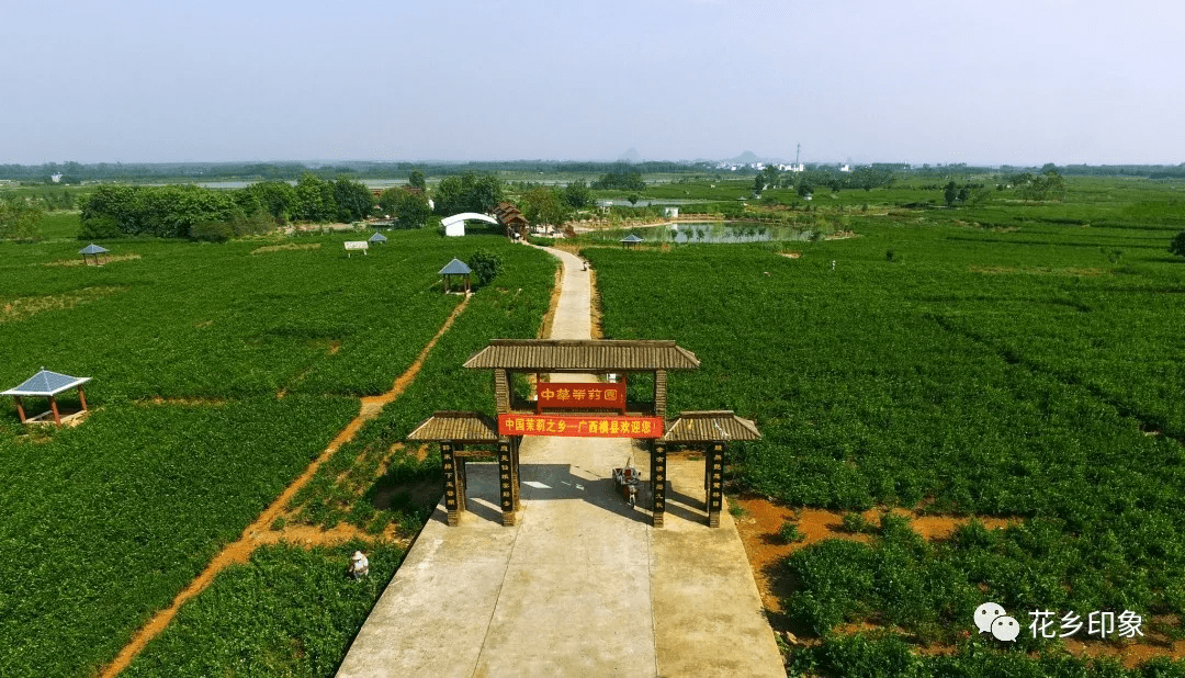 假如我在横县遇见你