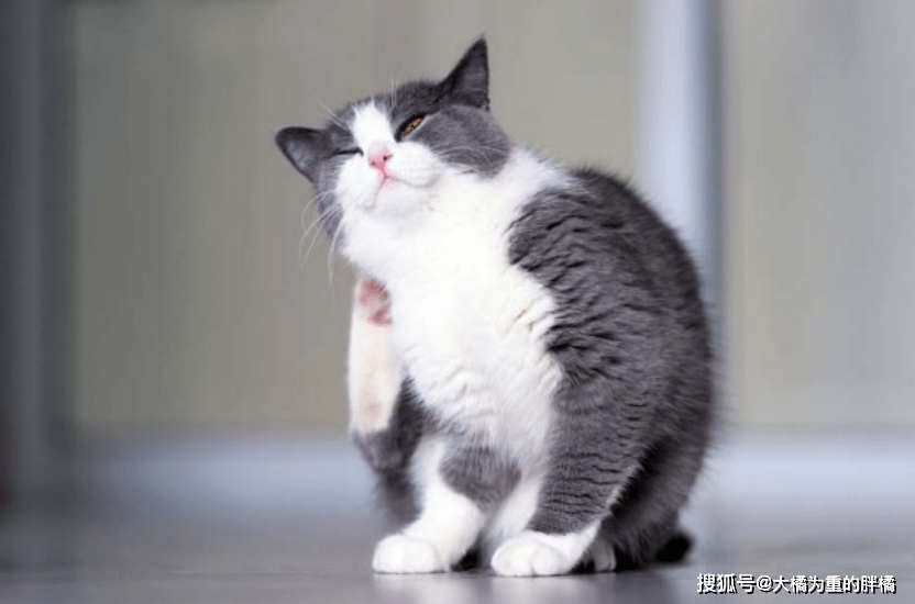 猫咪常有这3个表现？可不只是u201c挠痒痒u201d，主人要帮忙，别不在意_跳蚤