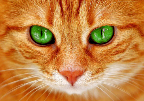 京秦动物医院:为什么小奶猫的眼睛都是蓝色的_颜色