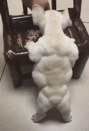 狗狗一身的腱子肉，找不出一塊肥肉，鬼知道狗經歷了什麼？ 萌趣萌寵 第1张