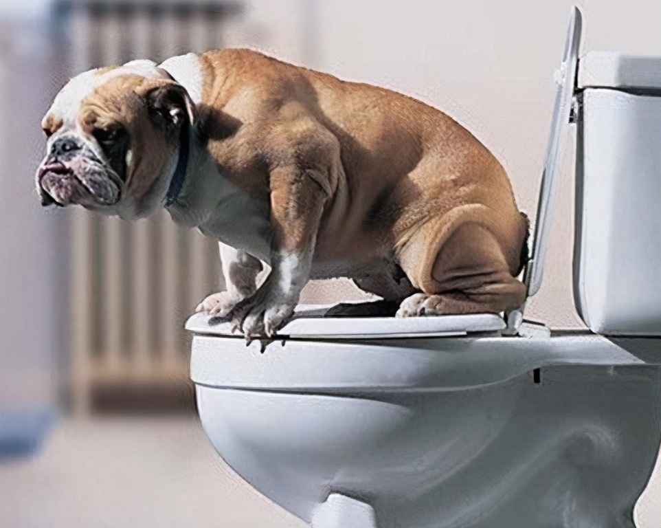 怎么教狗狗叼东西扔到垃圾桶 729614e3bccc4b7b872502ad2b77e042.jpeg