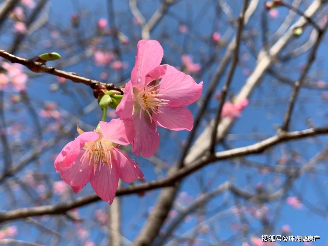 美炸！珠海这片粉红“花海”免费开放啦！趁还没火赶紧去...