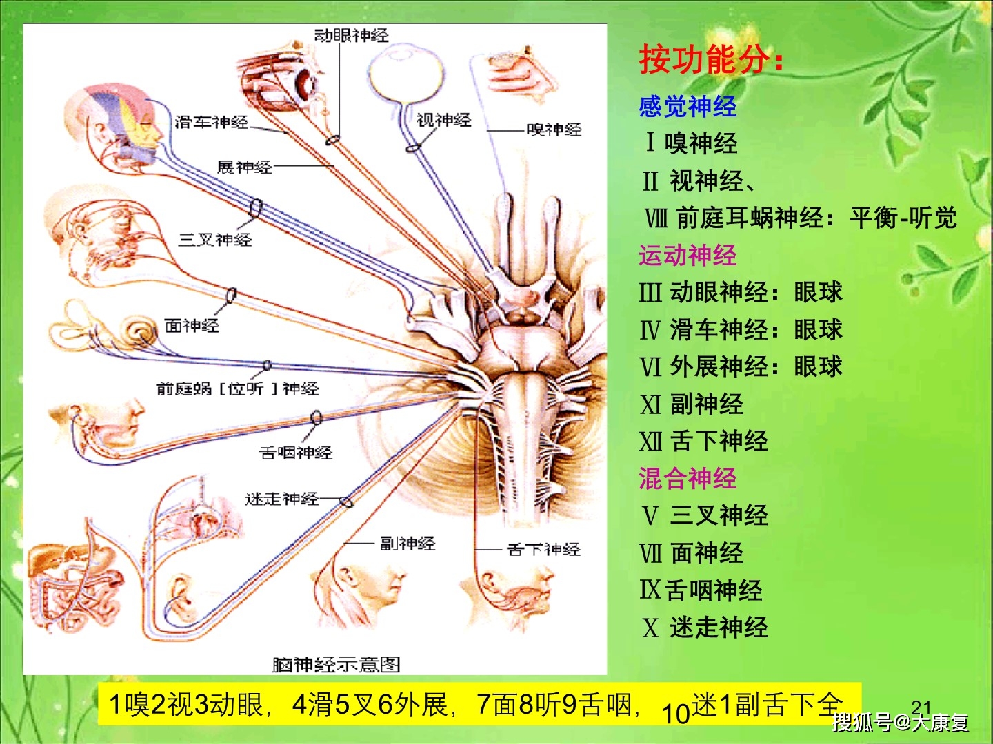 神经系统解剖定位鲜活图片