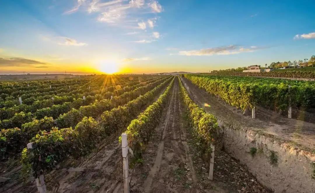 【E投在线】鄯善县关于葡萄及葡萄酒产业发展优惠政策及奖励办法