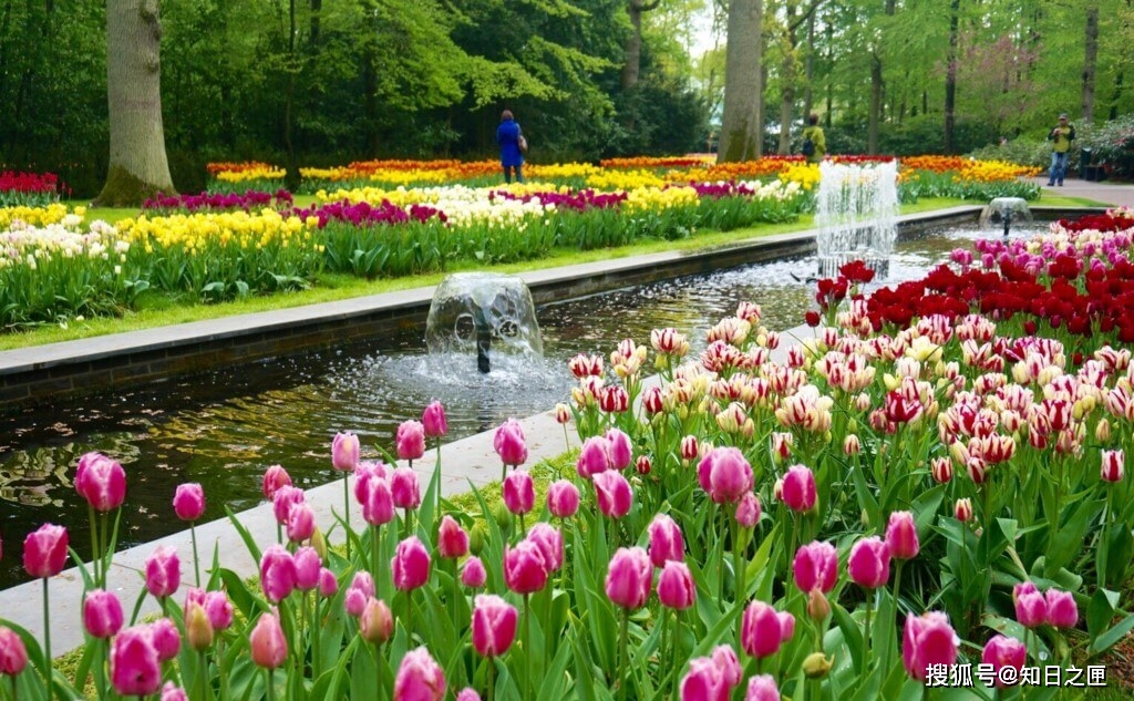 世界上最大的花园！每年只开放1个月供人欣赏700万株郁金香！