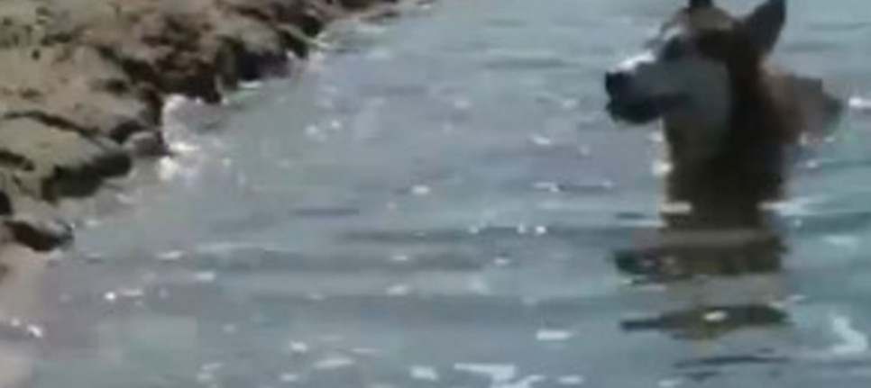 主人將樹枝丟河裡讓狗狗撿，誰先撈上獎雞腿，小黑小灰瞬間出動了 萌趣萌寵 第5张