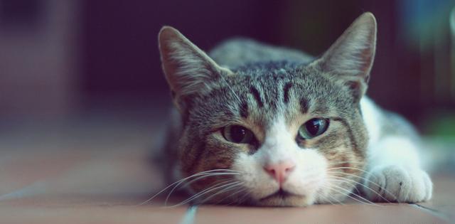 原创你家猫咪焦虑吗猫焦虑症需要警惕的几个征兆