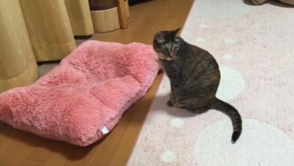 貓咪與狗狗搶奪墊子，貓咪只用一個動作，就讓狗狗乖乖讓位 萌趣萌寵 第6张