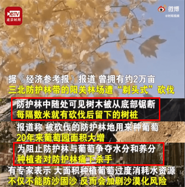 敦煌约两万亩的防护林遭遇剃头式砍伐