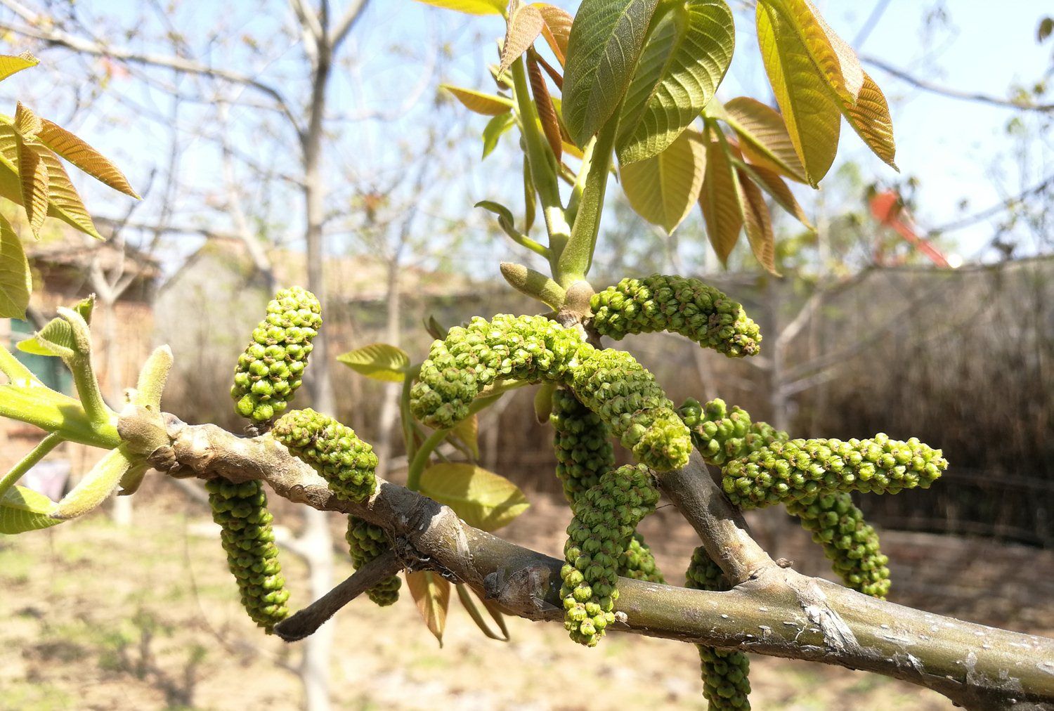 长在树上无人识晒干后58元一斤人称不老菜真有那么好