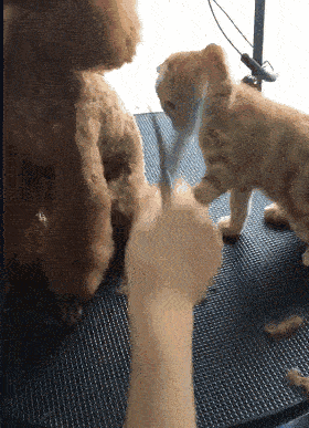 280_387竖版 竖屏gif 动态图 动图