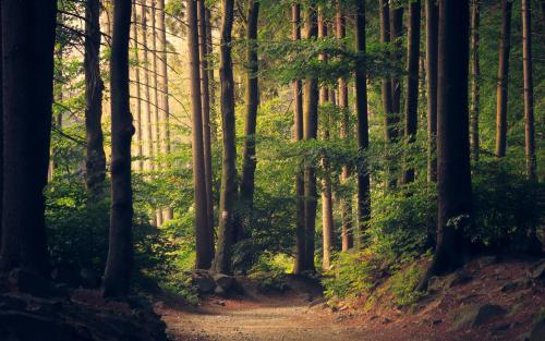为什么在森林里散步会感到轻松舒适？