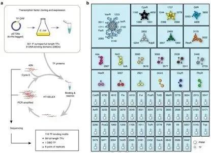 成果|对标一流 | 2020西北大学自然科学研究亮点论文盘点