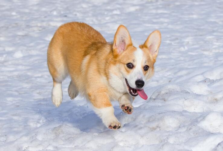 柯基犬的性格温顺,再加上平时柯基犬不爱叫的特性,所以在家里饲养的话