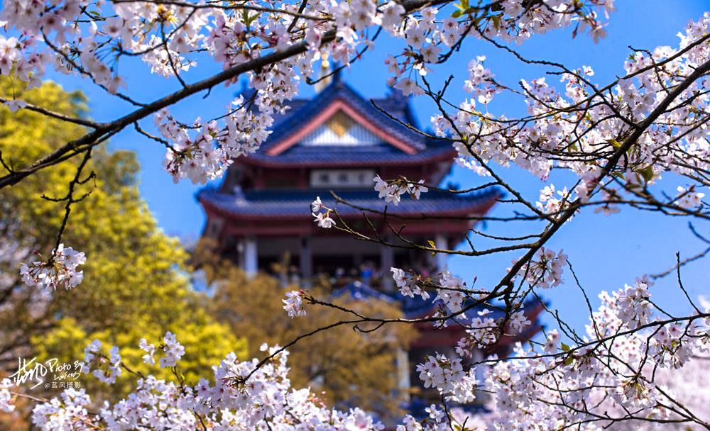 无锡鼋头渚樱花进入盛花期,花海遇到人海,场景太火爆