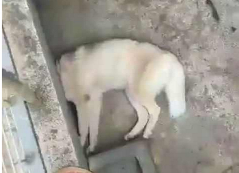 二哈連連哀嚎慘叫，主人卻視若無睹，背後原因讓人哭笑不得 萌趣萌寵 第4张