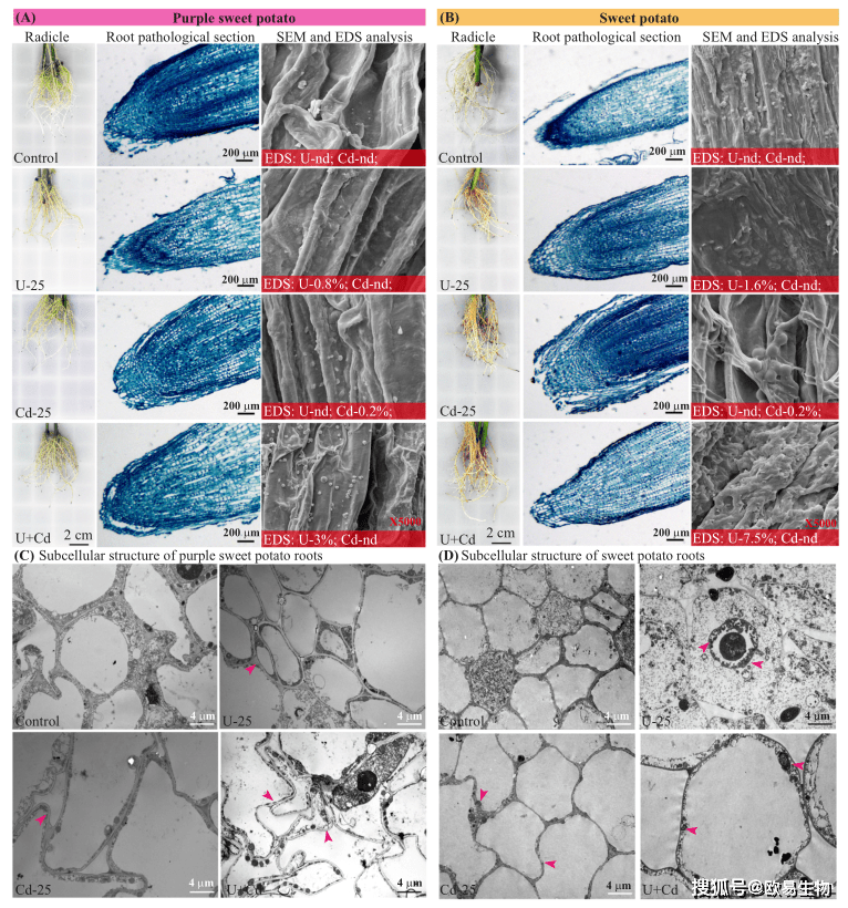 根部病理切片顯示,鈾顯著破壞了甘薯根細胞層,sem和eds結果表明兩個