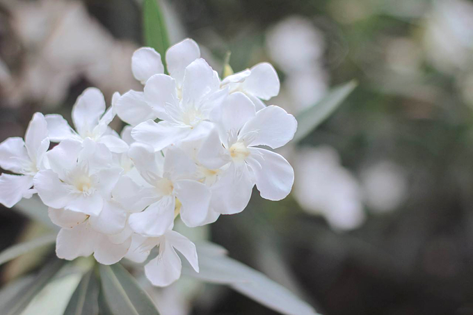 白色夹竹桃花语是什么 白色夹竹桃花语盘点 栽培